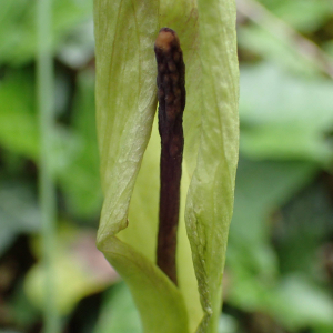 Photographie n°2561526 du taxon Arum cylindraceum Gasp.