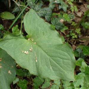  - Arum cylindraceum Gasp.