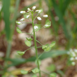 Photographie n°2561530 du taxon Noccaea perfoliata (L.) Al-Shehbaz