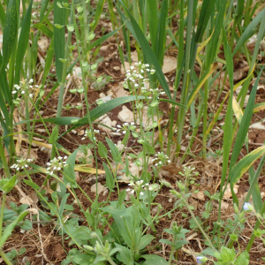 Photographie n°2561534 du taxon Noccaea perfoliata (L.) Al-Shehbaz