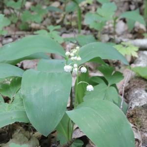 Photographie n°2561538 du taxon Convallaria majalis L. [1753]