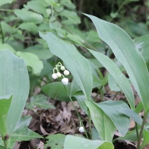 Photographie n°2561539 du taxon Convallaria majalis L. [1753]