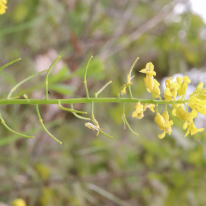 Photographie n°2561540 du taxon Barbarea vulgaris R.Br. [1812]