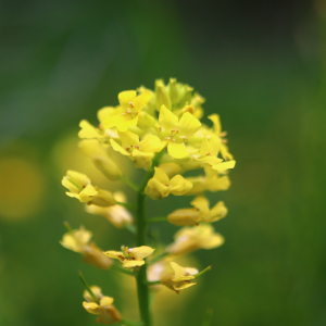 Photographie n°2561541 du taxon Barbarea vulgaris R.Br. [1812]