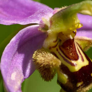 Photographie n°2561619 du taxon Ophrys apifera Huds.