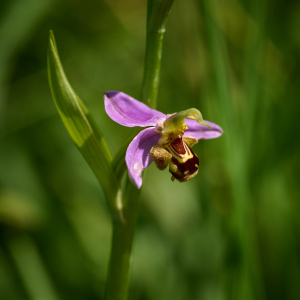 Photographie n°2561621 du taxon Ophrys apifera Huds.