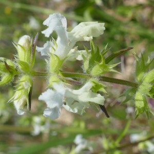 Photographie n°2561622 du taxon Stachys annua (L.) L. [1763]