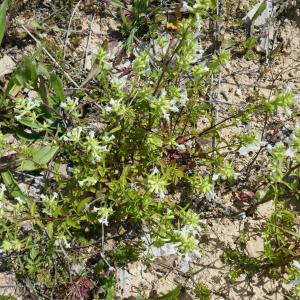 Photographie n°2561627 du taxon Stachys annua (L.) L. [1763]