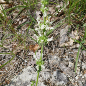 Photographie n°2561629 du taxon Stachys recta L.