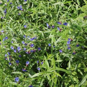 Photographie n°2561631 du taxon Buglossoides purpurocaerulea (L.) I.M.Johnst. [1954]