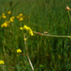 Photographie n°2561700 du taxon Trifolium subterraneum L. [1753]