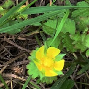 Photographie n°2561833 du taxon Potentilla indica (Andrews) Th.Wolf