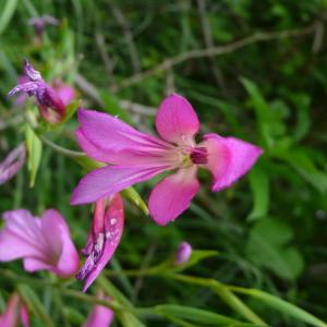 Photographie n°2561858 du taxon Gladiolus italicus Mill. [1768]