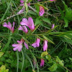 Photographie n°2561860 du taxon Gladiolus italicus Mill. [1768]
