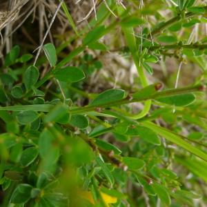 Photographie n°2561871 du taxon Genista pilosa L. [1753]