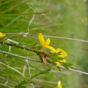 Photographie n°2561872 du taxon Genista pilosa L. [1753]