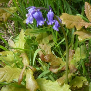 Photographie n°2561923 du taxon Hyacinthoides non-scripta (L.) Chouard ex Rothm. [1944]