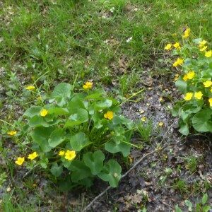 Photographie n°2561925 du taxon Caltha palustris L. [1753]