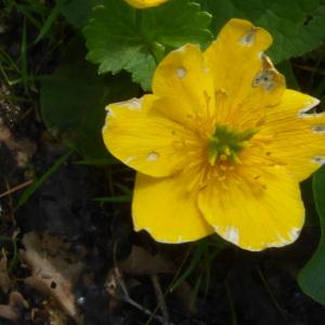 Photographie n°2561926 du taxon Caltha palustris L. [1753]