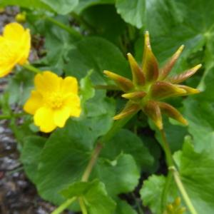 Photographie n°2561928 du taxon Caltha palustris L. [1753]