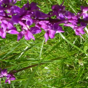 Photographie n°2561929 du taxon Orchis mascula subsp. mascula