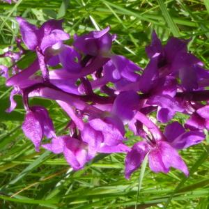 Photographie n°2561930 du taxon Orchis mascula subsp. mascula