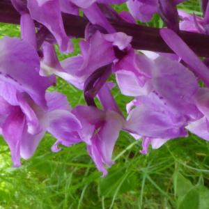 Photographie n°2561931 du taxon Orchis mascula subsp. mascula