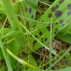 Photographie n°2561932 du taxon Orchis mascula subsp. mascula