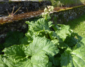 Gentia, le 18 mai 2023 (Saint-Brisson)