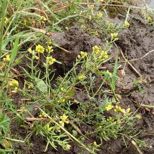 Photographie n°2561946 du taxon Rorippa sylvestris (L.) Besser