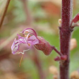 Photographie n°2561954 du taxon Teucrium botrys L.