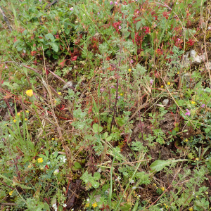 Photographie n°2561957 du taxon Teucrium botrys L.