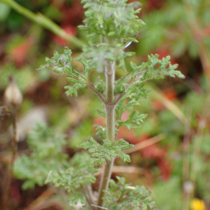 Photographie n°2561958 du taxon Teucrium botrys L.