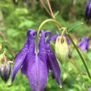 Photographie n°2561969 du taxon Aquilegia vulgaris L. [1753]