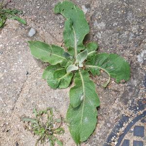 Photographie n°2561981 du taxon Verbascum L.