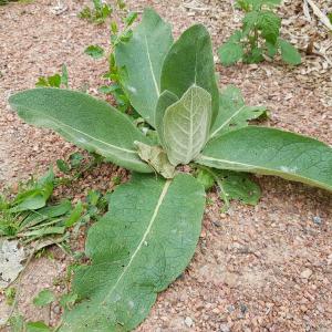 Photographie n°2561988 du taxon Verbascum L.