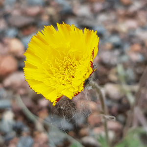 Photographie n°2562017 du taxon Pilosella officinarum F.W.Schultz & Sch.Bip.