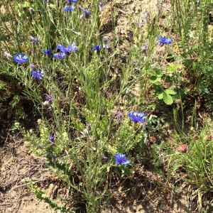 Photographie n°2562123 du taxon Cyanus segetum Hill [1762]