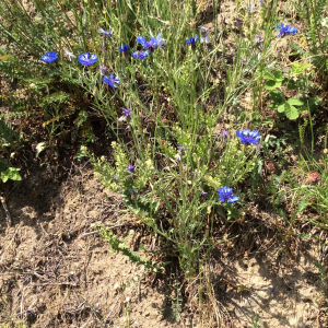 Photographie n°2562124 du taxon Cyanus segetum Hill [1762]