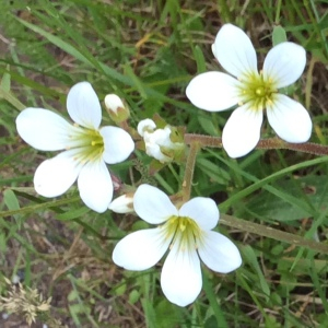 Photographie n°2562132 du taxon Saxifraga granulata L. [1753]