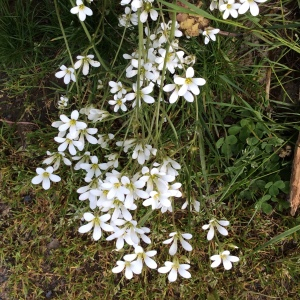 Photographie n°2562135 du taxon Saxifraga granulata L. [1753]