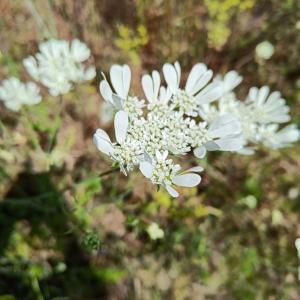 Photographie n°2562222 du taxon Orlaya grandiflora (L.) Hoffm.