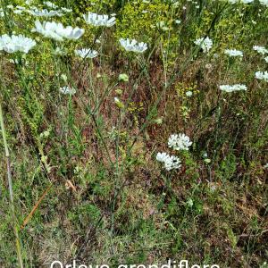 Photographie n°2562223 du taxon Orlaya grandiflora (L.) Hoffm.