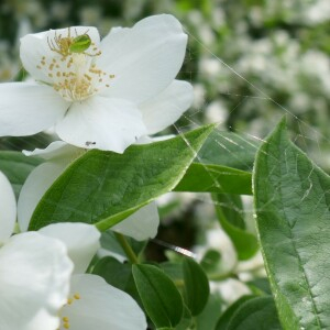 Photographie n°2562230 du taxon Philadelphus L. [1753]