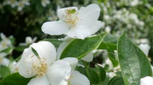 sugar33, le 24 mai 2023 (Mérignac)