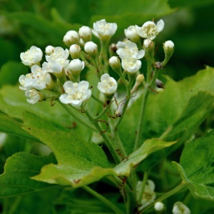 Photographie n°2562244 du taxon Sorbus torminalis (L.) Crantz