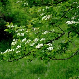 Photographie n°2562245 du taxon Sorbus torminalis (L.) Crantz