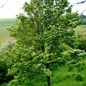 Photographie n°2562246 du taxon Sorbus torminalis (L.) Crantz