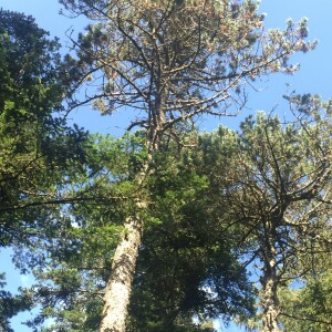Photographie n°2562260 du taxon Pinus mugo subsp. uncinata (Ramond ex DC.) Domin [1936]