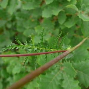 Photographie n°2562288 du taxon Filipendula vulgaris Moench [1794]